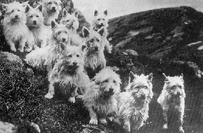 Origini del west highland terrier